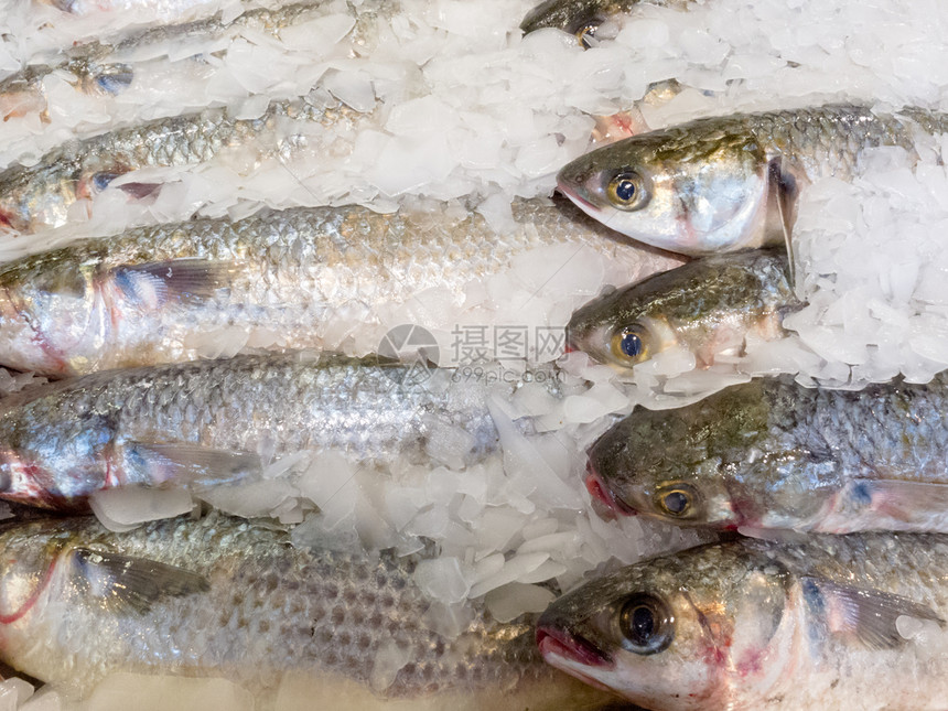 提供新鲜鱼 用压碎的冰块冷冻贸易冷藏说谎海洋冰镇眼睛团体海鲜食物展示图片