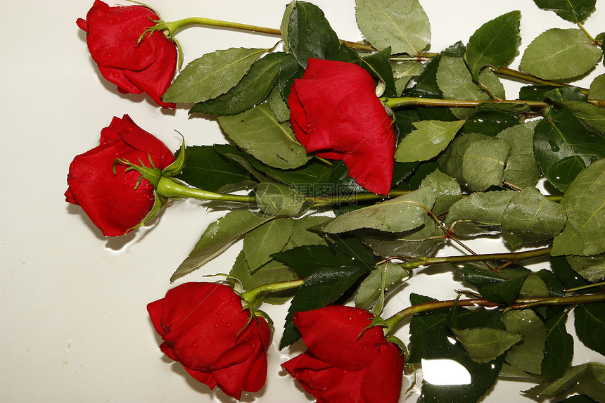 玫瑰花花束插图植物群宏观婚礼白色粉色红色卡片庆典图片