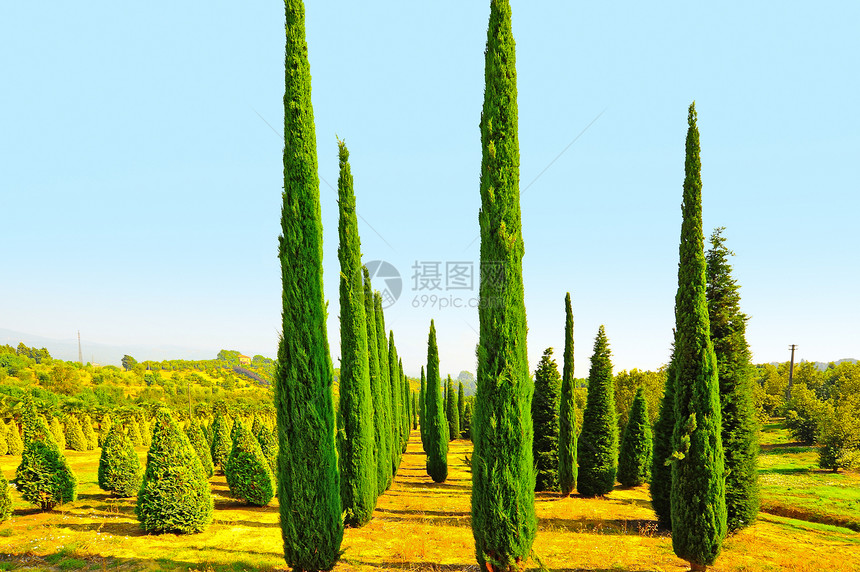 Cypress 树种植园播种天空小路生长阳光商业公园美丽森林图片