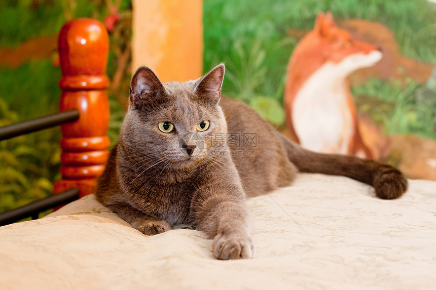 克雷猫灰色毛皮宠物家具纺织品头发水平姿势说谎动物图片