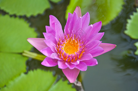 紫罗玉黄色生长紫色花园池塘水池场地草地百合植物群背景图片