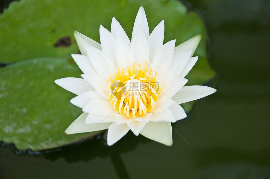 白莲元素美丽百合白色黄色植物植物群荷花摄影设计图片