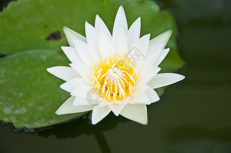 白莲元素美丽百合白色黄色植物植物群荷花摄影设计背景图片