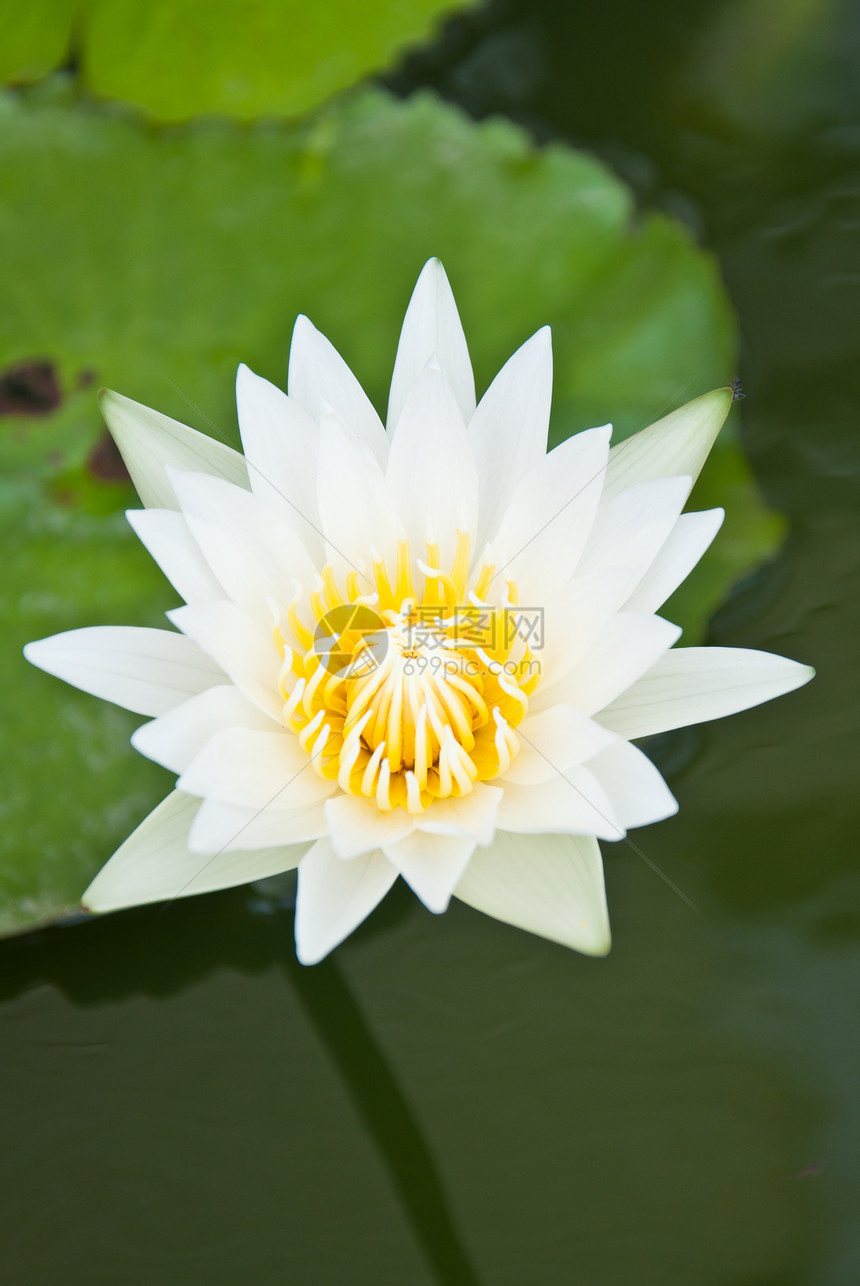 白莲植物黄色宗教摄影元素美丽白色花瓣冥想热带图片
