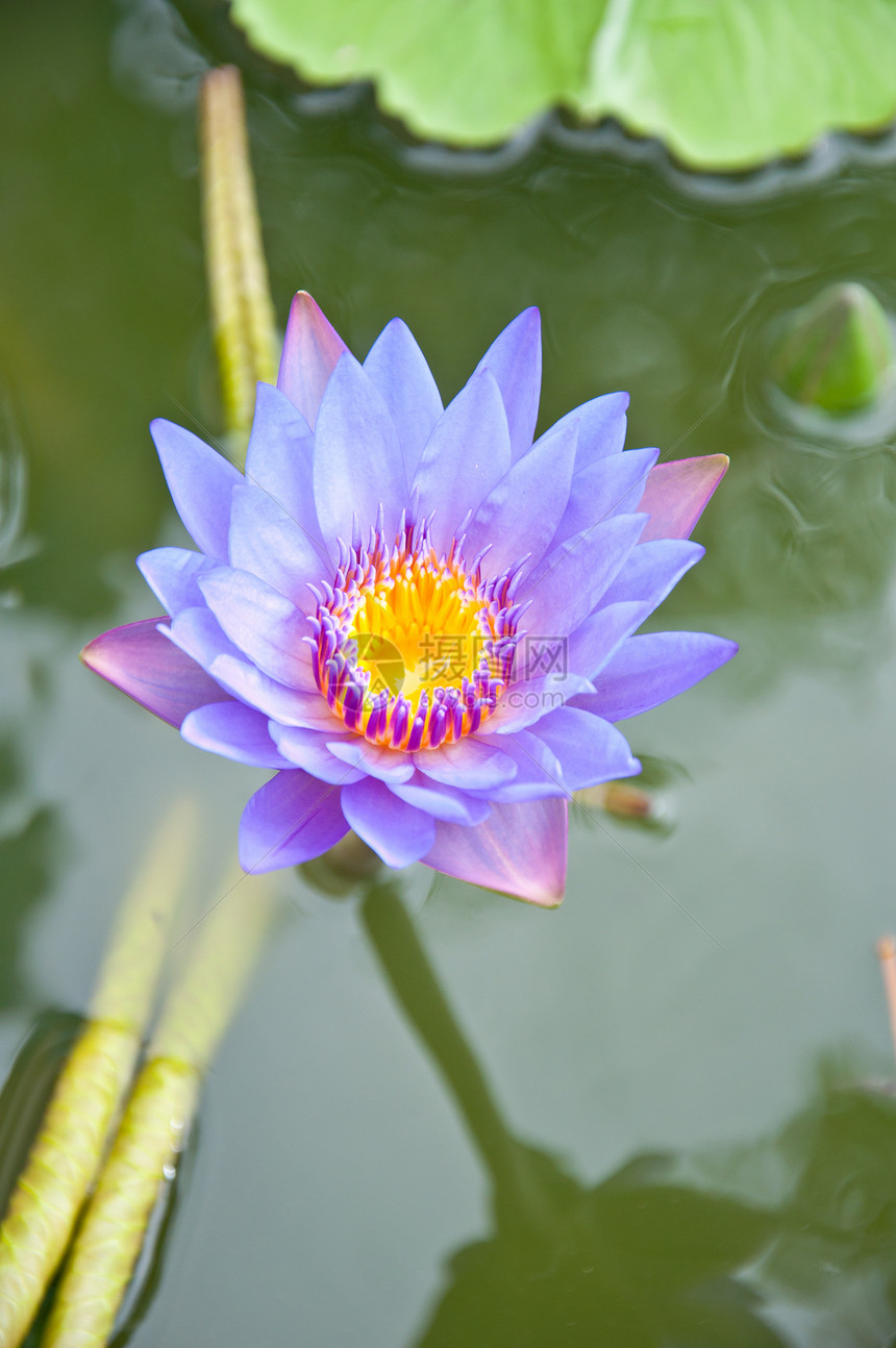 紫罗玉植物花园紫色百合花瓣宏观场地池塘草地生长图片