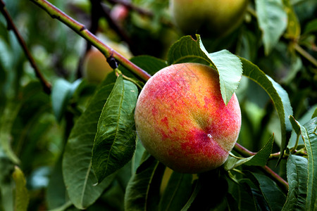 树上有机新鲜成熟桃子生长红色季节水果背景图片