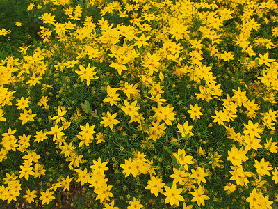 鲜花材料植物植被黄色背景图片