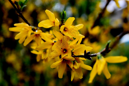 黄铃黄色花粉宏观植物群灌木绿色植物学植物花朵野花高清图片