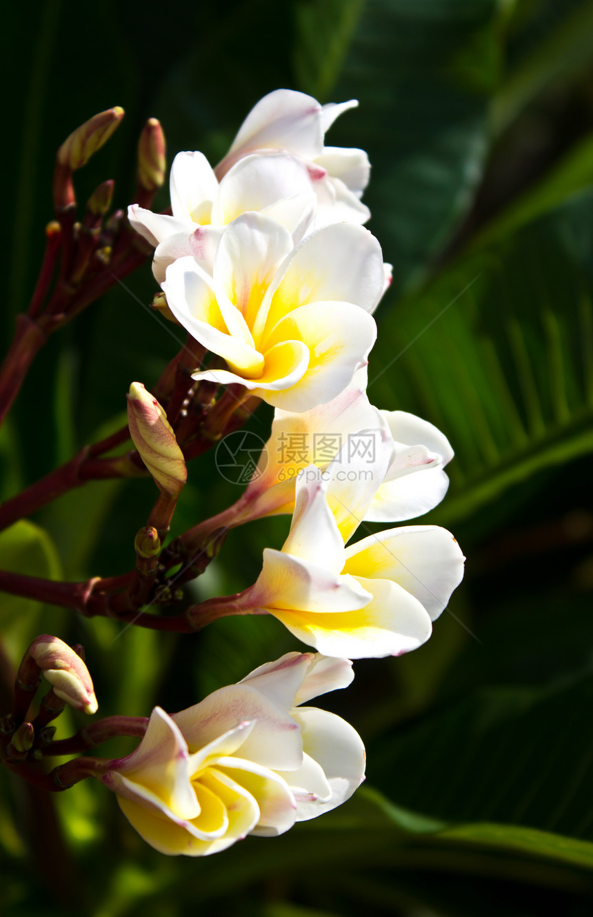 弗朗吉帕尼花朵花瓣金子植物叶子摄影天堂植物群日落宏观荒野图片