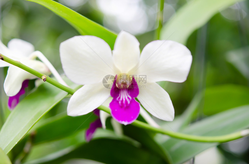 白兰花绿色植物白色植物群叶子花束花瓣紫色热带花园图片