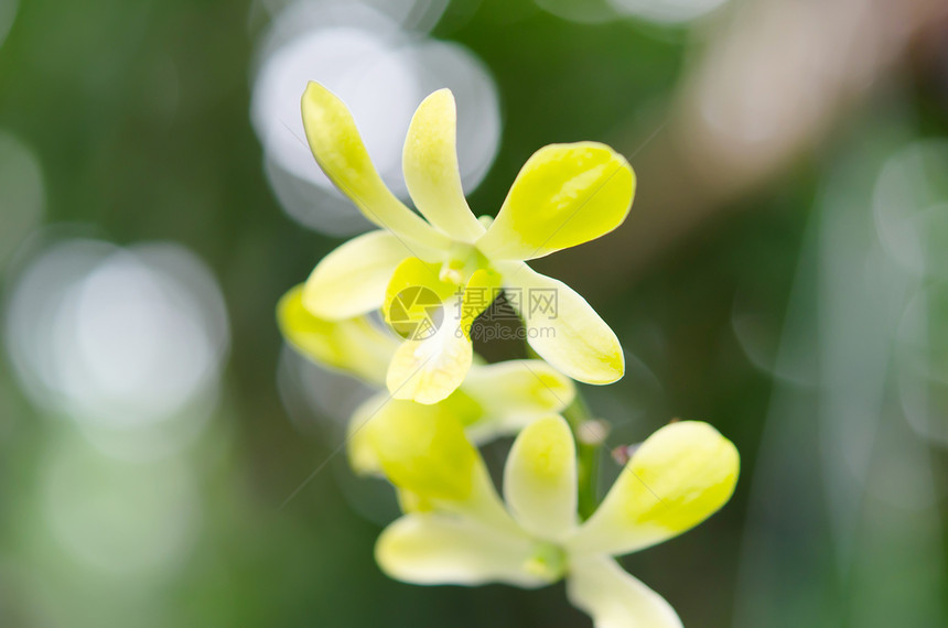园里的兰花黄色白色植物群植物热带花束花园花瓣绿色叶子图片