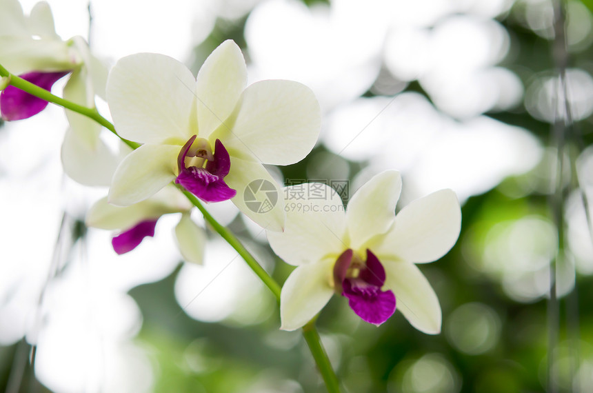 鲜花叶子白色花束绿色植物群紫色植物学花园花瓣热带图片