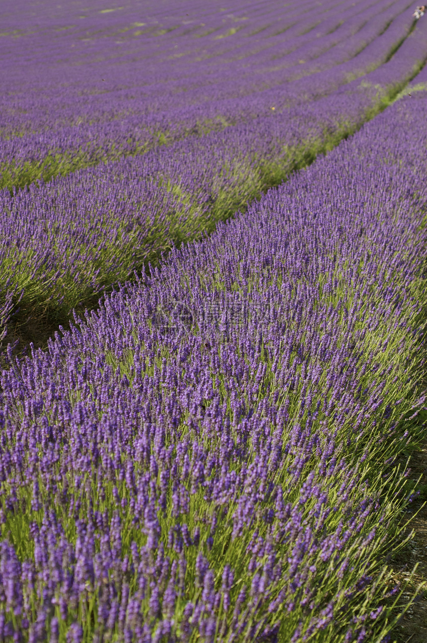 淡紫花地植物香味农业收成宏观紫色植被植物群植物学国家图片