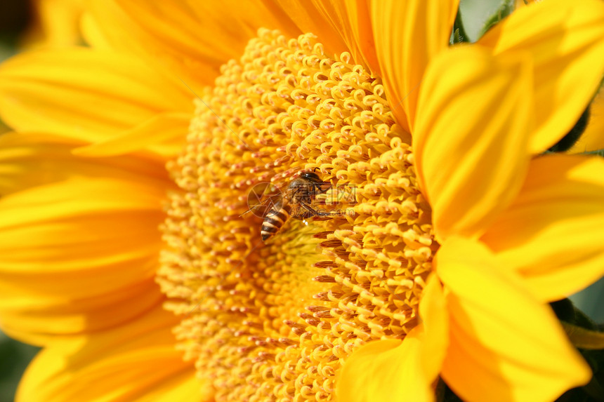 向日葵上的蜜蜜蜂花瓣阳光植物群昆虫宏观花园蜂蜜晴天翅膀植物图片