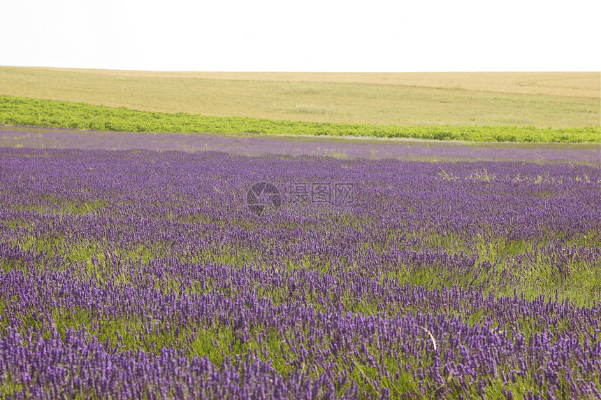 淡紫花地绿色场地植被紫色粮食植物学旅行国家收成乡村图片