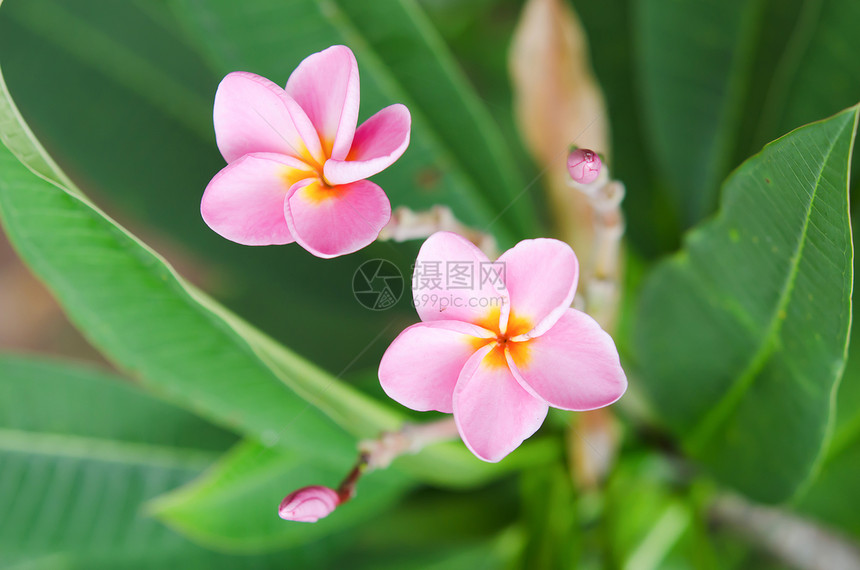 粉红花花香味花园鸡蛋花热带粉色叶子绿色植物图片