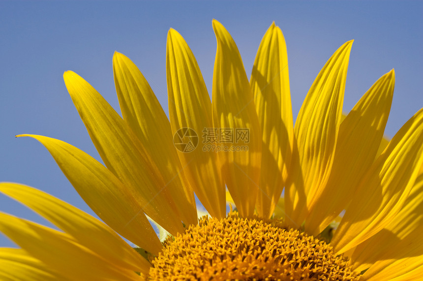 向日向昆虫太阳阳光场地农业植物生活种子向日葵花瓣图片