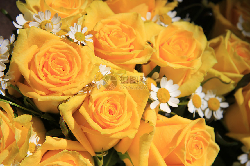 阳光下的黄玫瑰和母宫植物花店花朵植物群绿色植物学太阳花束玫瑰花瓣图片