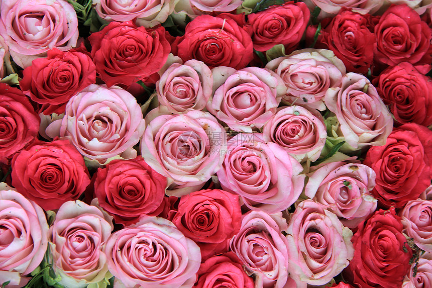 粉红玫瑰植物花束植物学植物群花瓣花店绿色花朵图片