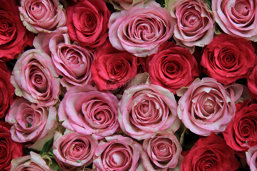 粉红玫瑰植物群花店植物学花瓣花朵植物花束绿色图片