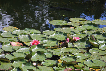 漂浮水柱黄色季节性池塘花园太阳百合荷花季节阳光绿色背景图片