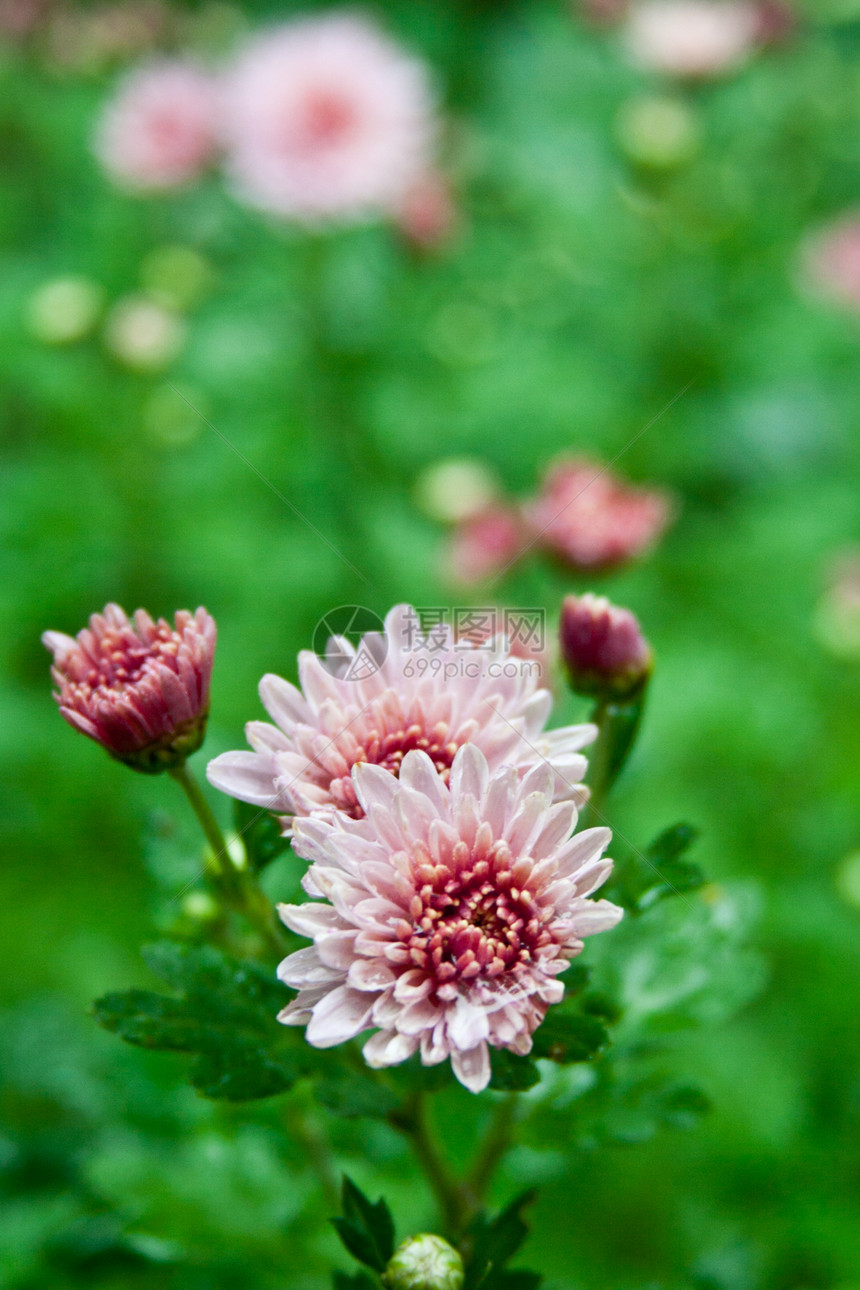 粉红大丽花叶子生长宏观园艺植物红色花粉绿色花园植物群图片