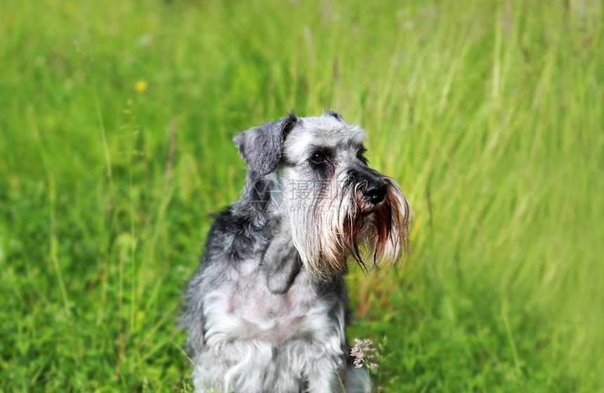 schnauser 肖像画动物绿色公园宠物灰色图片