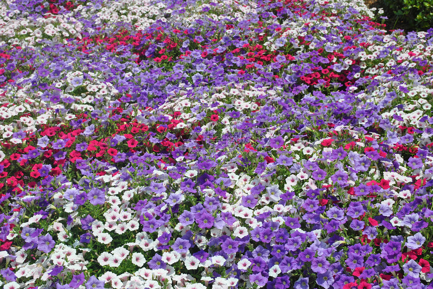 晶体风景农村场地植物群花朵花瓣场景花园植物国家图片