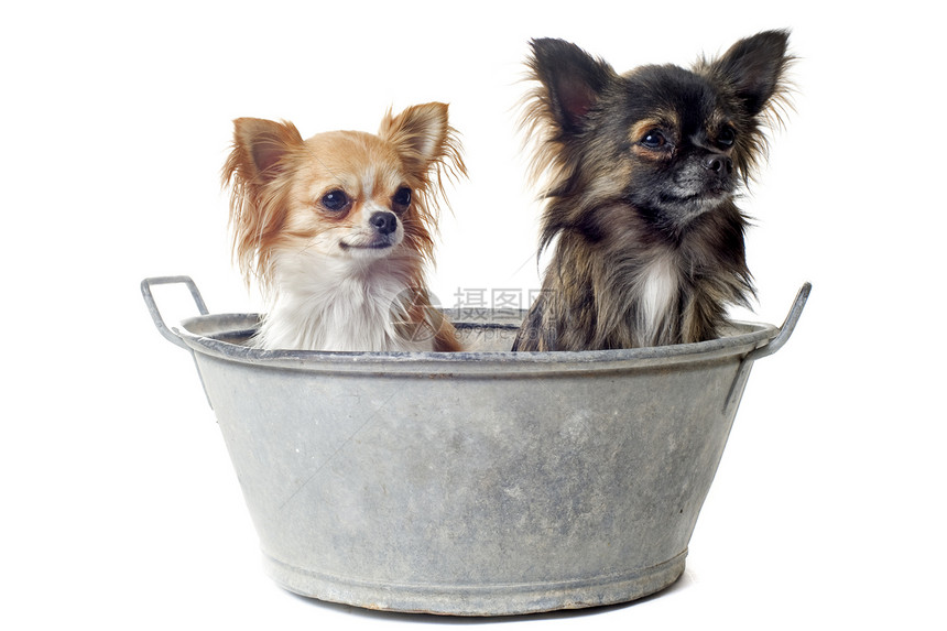 洗浴前洗涤宠物犬类伴侣浴缸动物棕色白色卫生工作室图片
