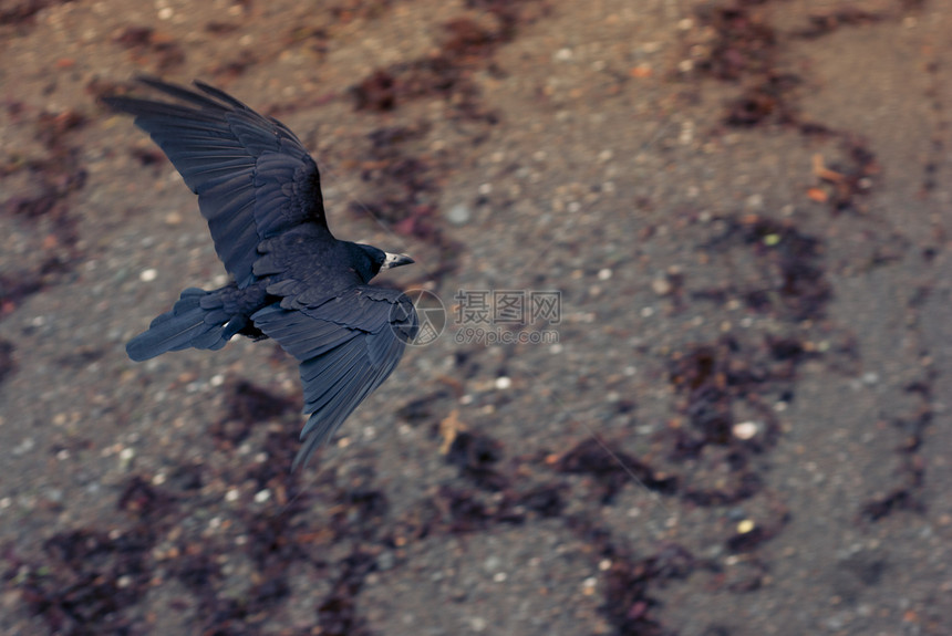 海边乌鸦飞翔图片