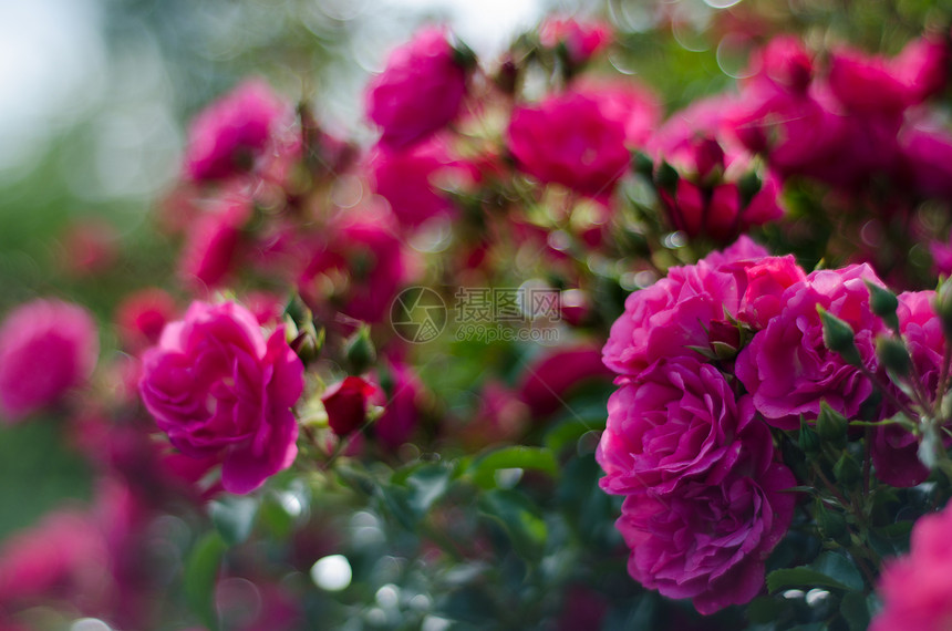 粉红玫瑰布什图片
