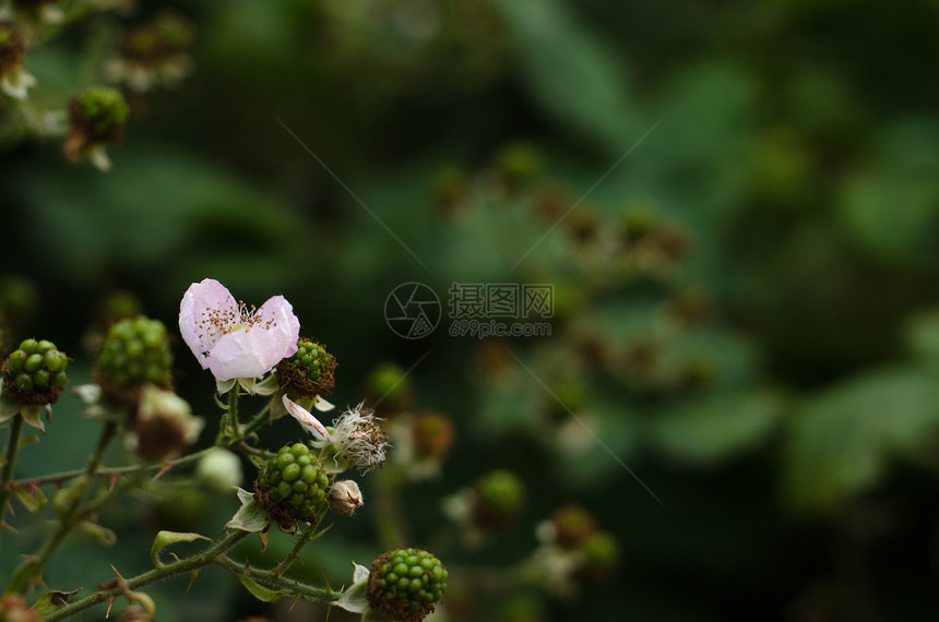 正在提取黑莓太阳花园植物群白色树篱荒野黑色红色叶子衬套图片