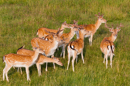 一群鹿一群年轻的鹿背景
