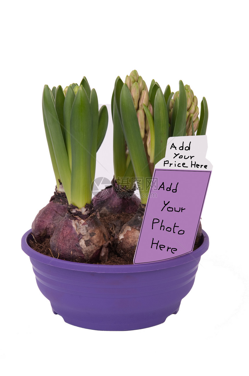 锅里有Hyacinthus泡在锅里(标签价格)图片