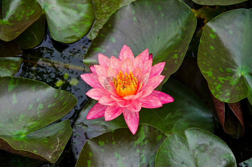 粉红水百合异国环境冥想花瓣植物群植物花园装饰品情调池塘图片