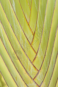 香蕉树黄色线条条纹绿色扇子对角线树叶背景图片