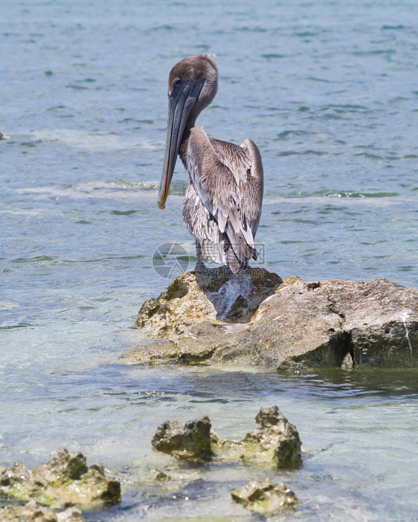 棕海鸟鸟类荒野野生动物海洋棕色羽毛图片