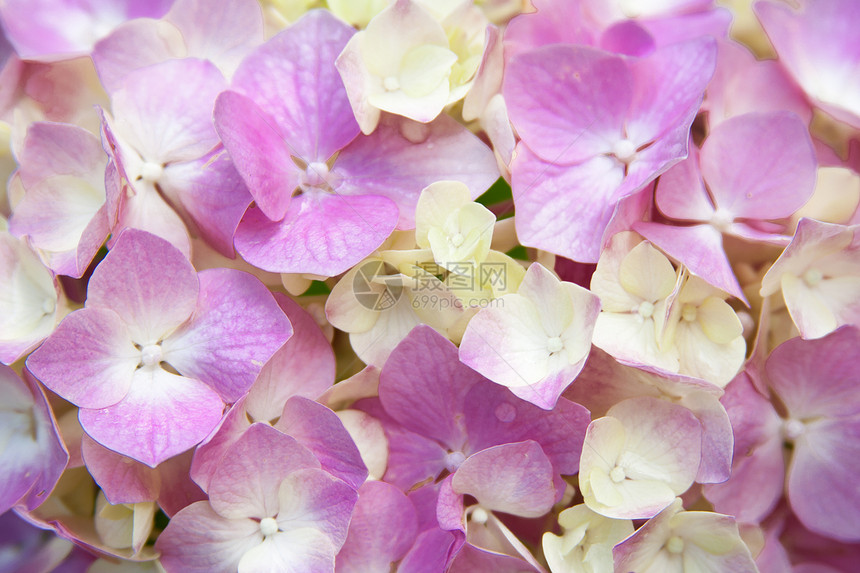 粉色杂兰花a投标紫色香气香味绣球花花序生态植物环境生活图片