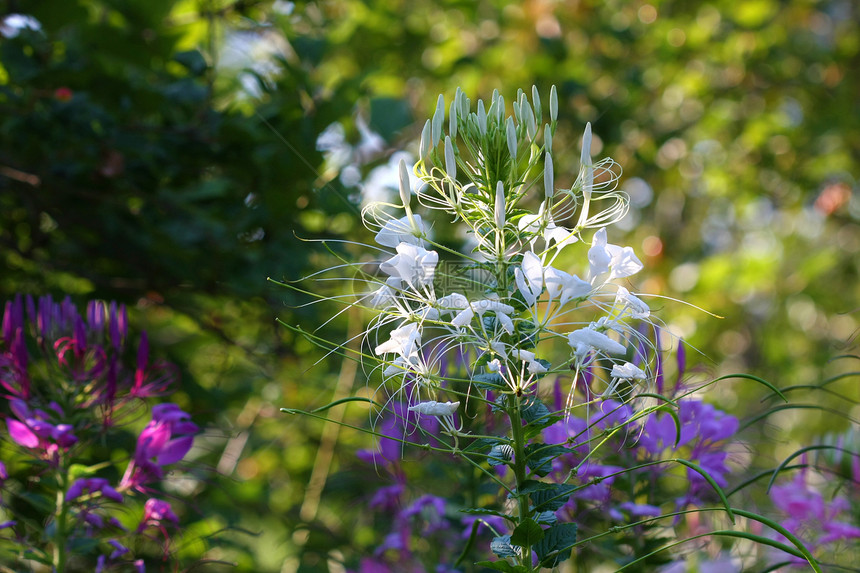 Cleome 或蜘蛛花叶子健康花瓣蜘蛛粉色绿色清洁剂宏观花朵昆虫图片