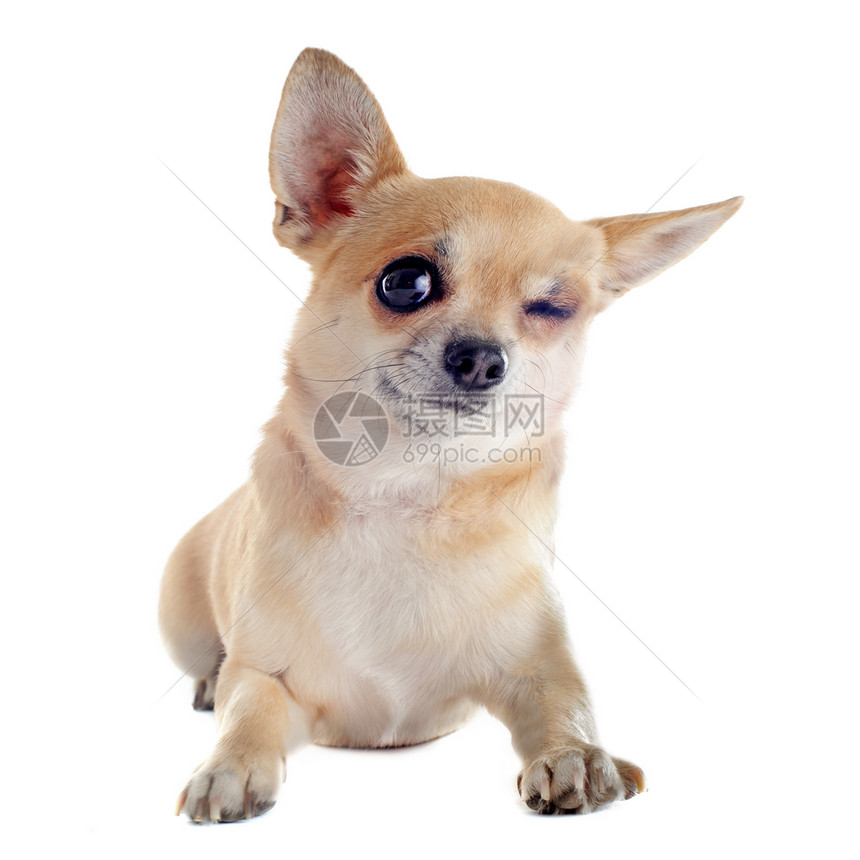 吉华花的眨眼白色伴侣犬类动物工作室宠物棕色图片