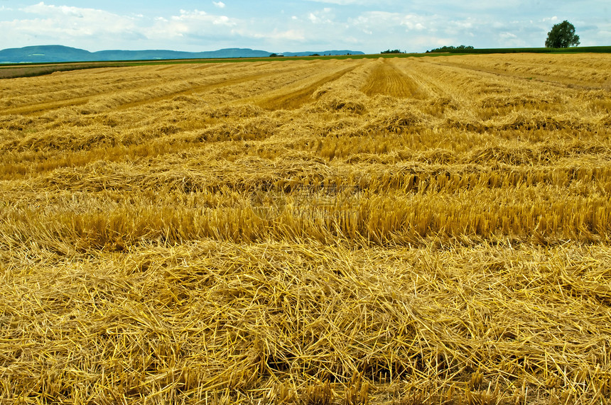 带有全景视图的可破碎字段稻草工作收成黄色牧歌爬坡农业蓝色国家天空图片