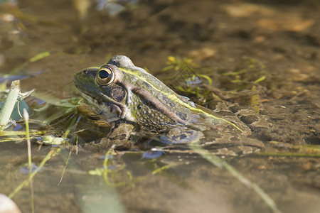 佩雷兹石斑鱼普通青蛙环境高清图片