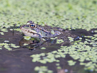 青蛙池塘两栖动物猎人捕食者植被灰色动物水池环境荒野高清图片