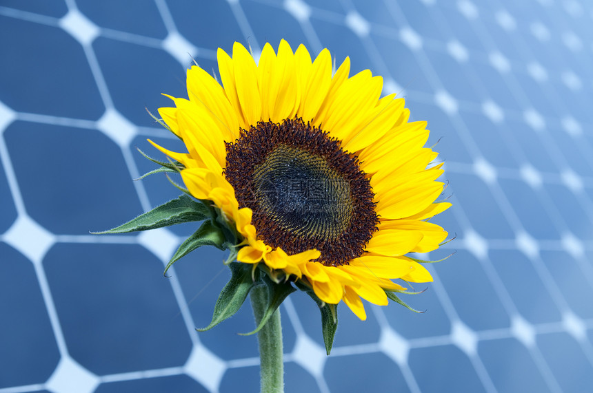 向日葵和太阳能电池板蓝色天空光伏技术高科技太阳环境发电厂插图政治图片