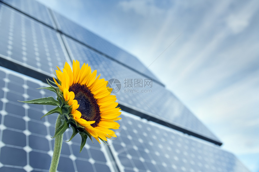 向日葵和太阳面板 有阳光发电厂活力力量技术植物太阳场地气候精力政治图片