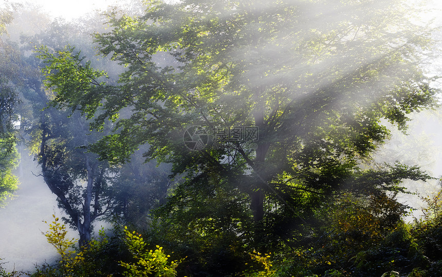 树上弥雾的太阳光图片