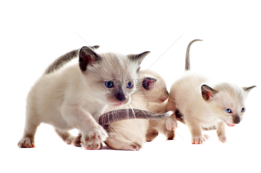 西亚小猫宠物眼睛工作室蓝色爪子白色动物警觉猫科图片