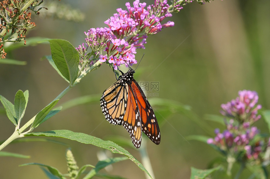 美王蝴蝶植物翅膀鳞翅目花园动物群休息昆虫橙子花朵宏观图片