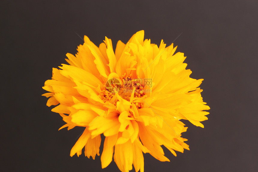 金鸡菊黄色植物花园菊科花瓣图片