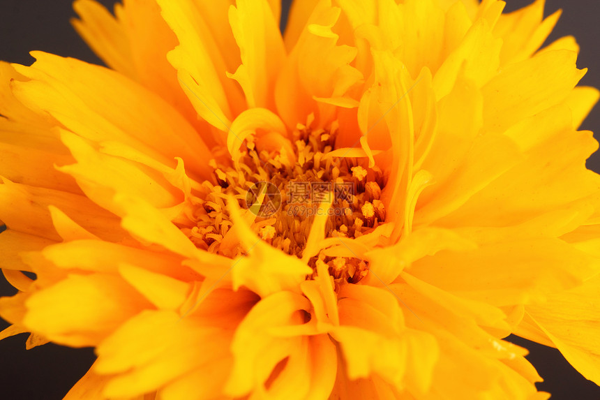 金鸡菊黄色植物花园花瓣菊科图片